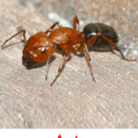 pest control